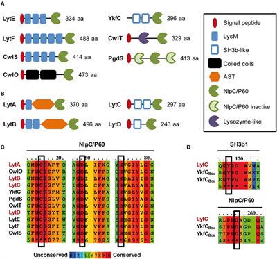 Distinct and Specific Role of NlpC/P60 Endopeptidases LytA and LytB in Cell Elongation and Division of Lactobacillus plantarum